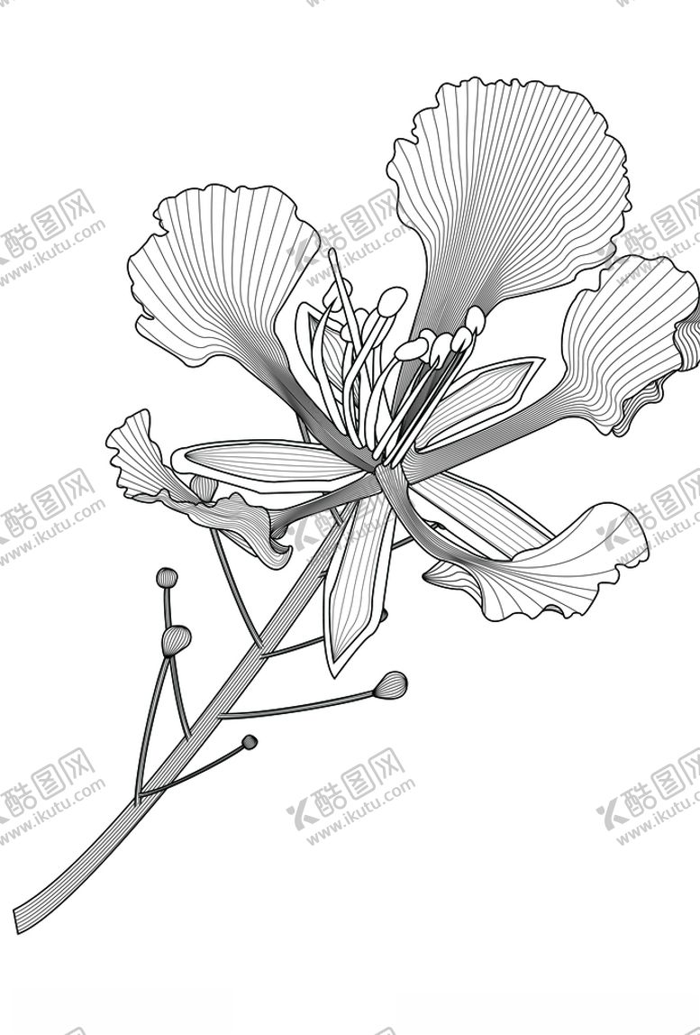 编号：77539809300336031635【酷图网】源文件下载-凤凰花线稿矢量图形素材