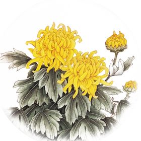 菊花素材