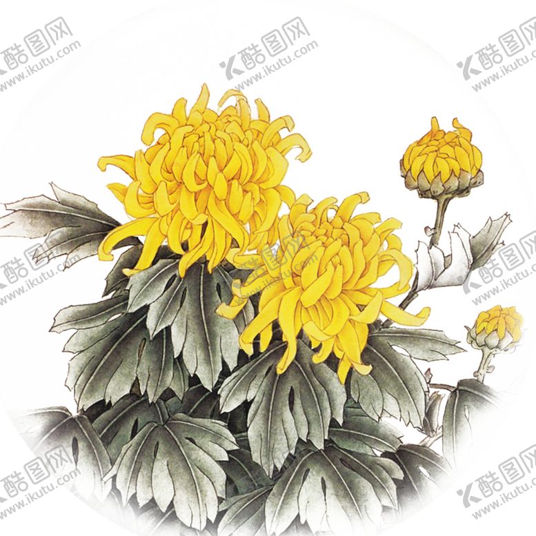 编号：92037509230222111463【酷图网】源文件下载-菊花素材