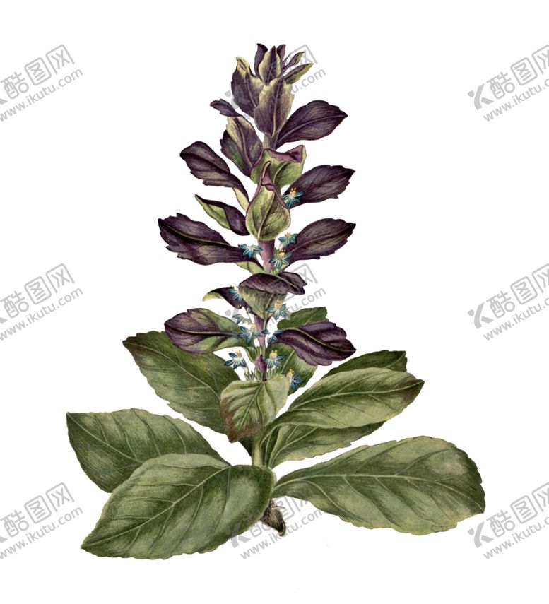 编号：68989009130643496859【酷图网】源文件下载-花蕾