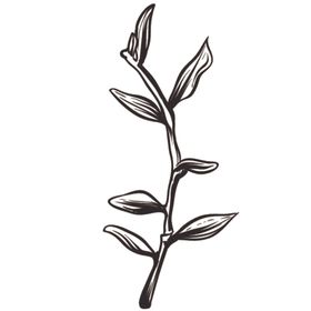 花朵素描