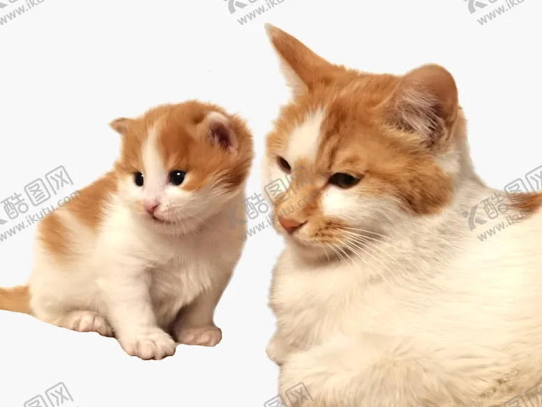编号：54389609140652416821【酷图网】源文件下载-猫咪妈妈和宝宝分层图母子情小猫