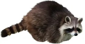 浣熊