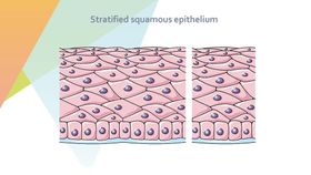 细胞生物学和组织学