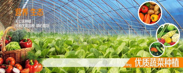 编号：25980109241447086945【酷图网】源文件下载-大棚蔬菜