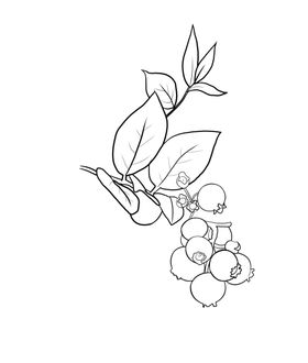 蓝莓