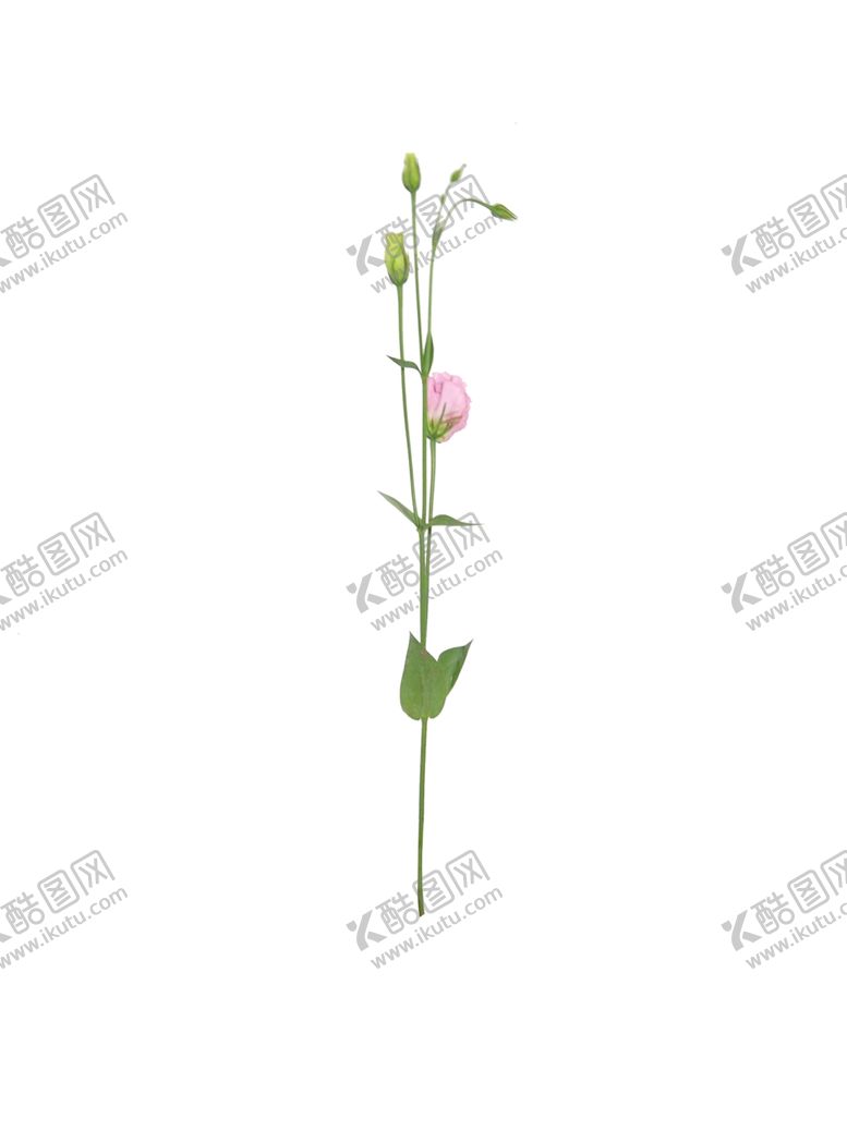 编号：61831209260322241042【酷图网】源文件下载-单只花花枝素材花