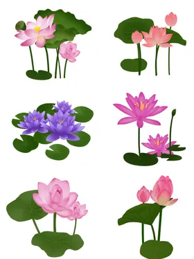荷花素材