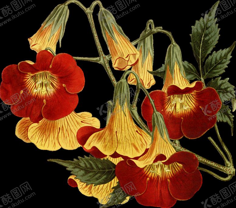 编号：53945911032350151693【酷图网】源文件下载-鲜花花朵植物         