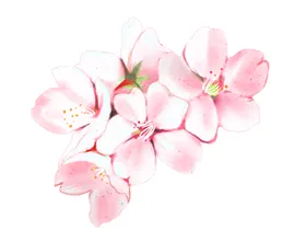 樱花素材