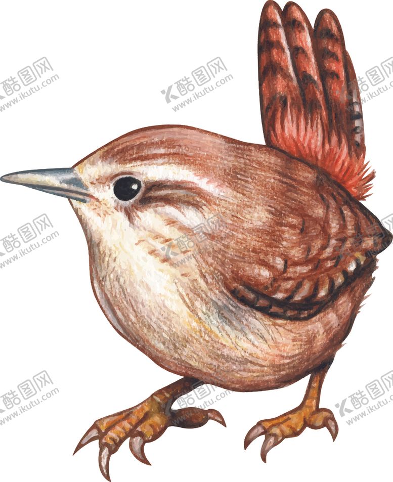 编号：97388509251447143380【酷图网】源文件下载-小鸟