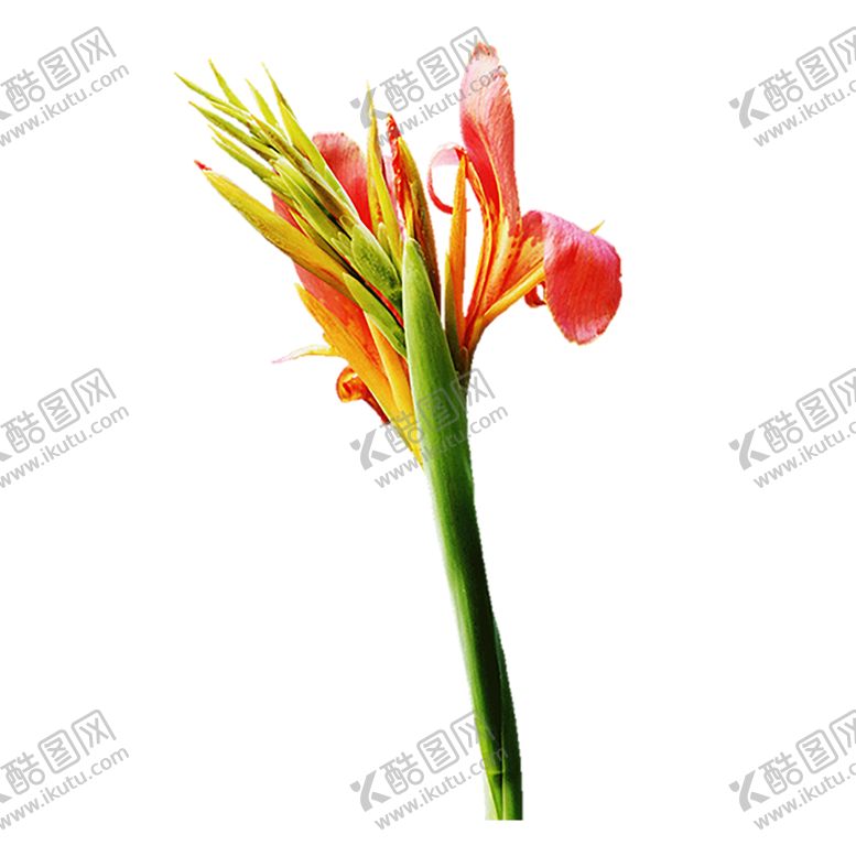 编号：16407709220925327874【酷图网】源文件下载-鲜花素材