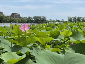 玉渊潭公园 荷花 荷叶