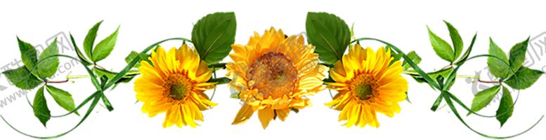 编号：61600309291227282713【酷图网】源文件下载-鲜花素材