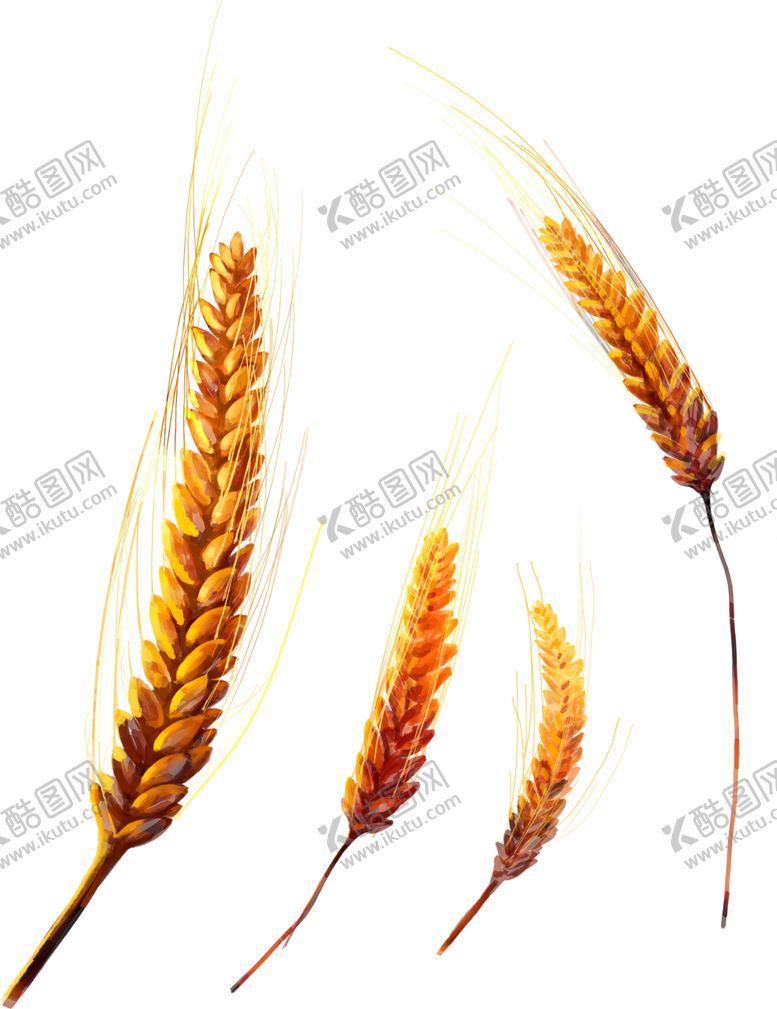 编号：84496905102207336276【酷图网】源文件下载-麦子