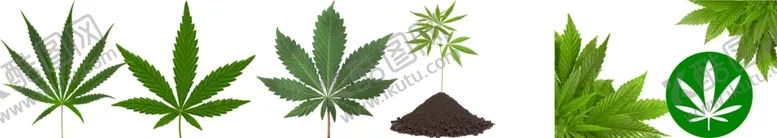 编号：29284304260659194430【酷图网】源文件下载-大麻png免扣高清素材