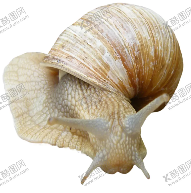编号：32621503310135356299【酷图网】源文件下载-蜗牛