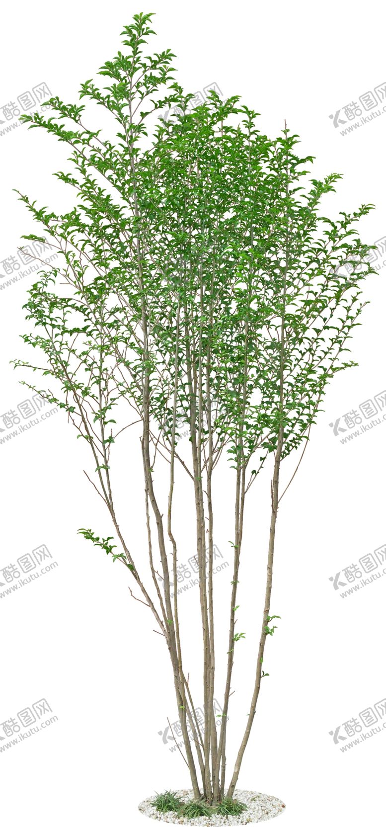 编号：97959709290230554409【酷图网】源文件下载-免扣植物树木素材图片