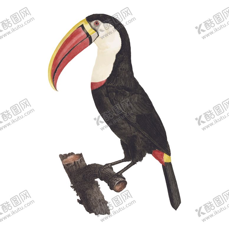 编号：25574604191803142224【酷图网】源文件下载-鸟类插画