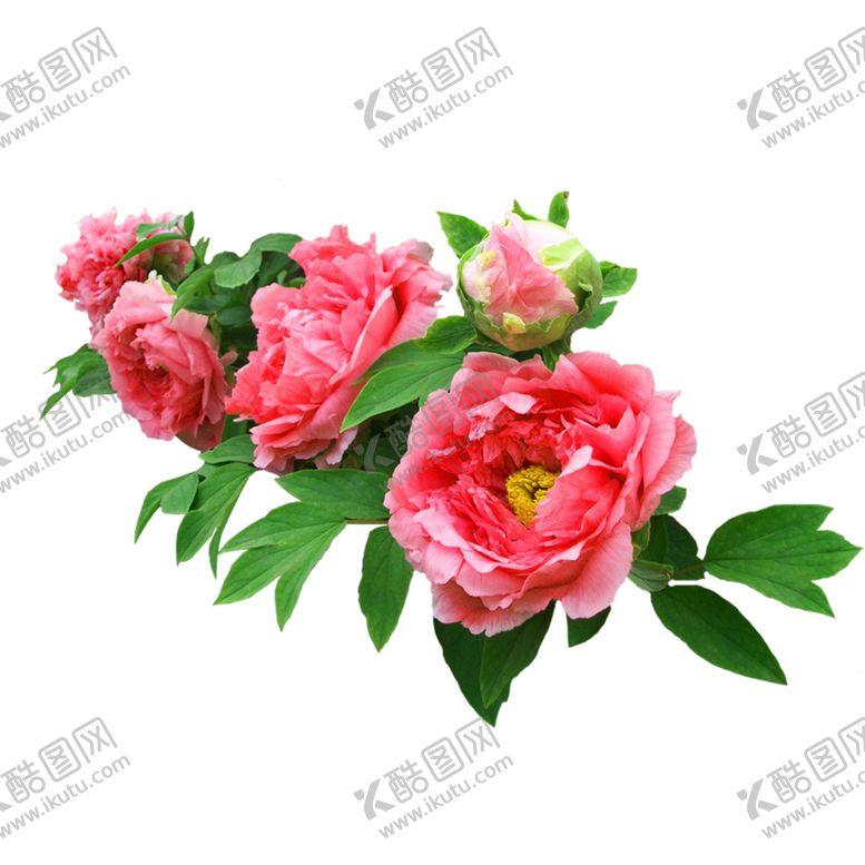编号：45712509161952088641【酷图网】源文件下载-牡丹花