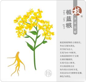 矢量草药板蓝根