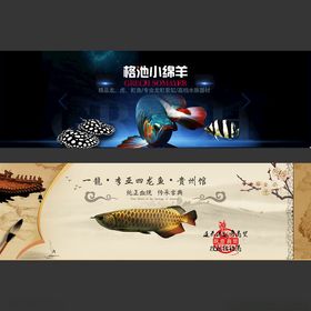 水族观赏鱼海报banner