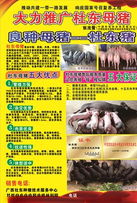 大力推广母猪