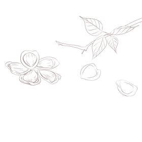 手绘坚果开口杏核线描