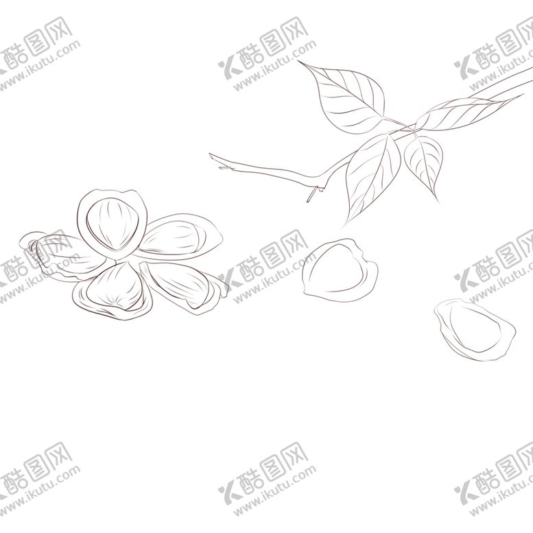 编号：60694110231706368040【酷图网】源文件下载-手绘坚果开口杏核线描
