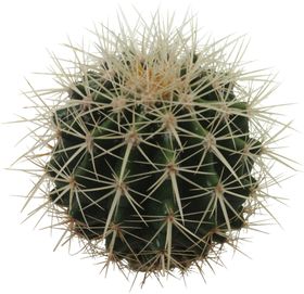 仙人球