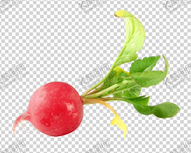 编号：49088706260952599369【酷图网】源文件下载-萝卜