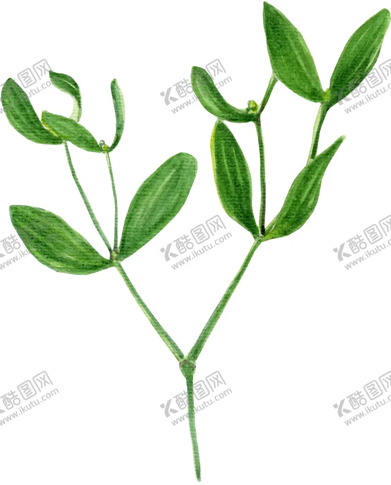 编号：41537909302130513160【酷图网】源文件下载-绿叶