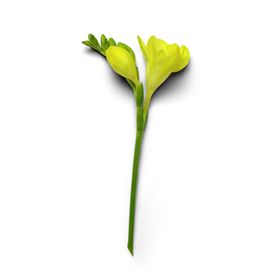 花瓣
