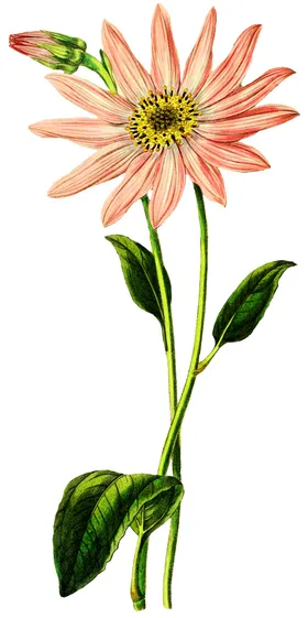 手绘复古花卉水墨画纹样传统