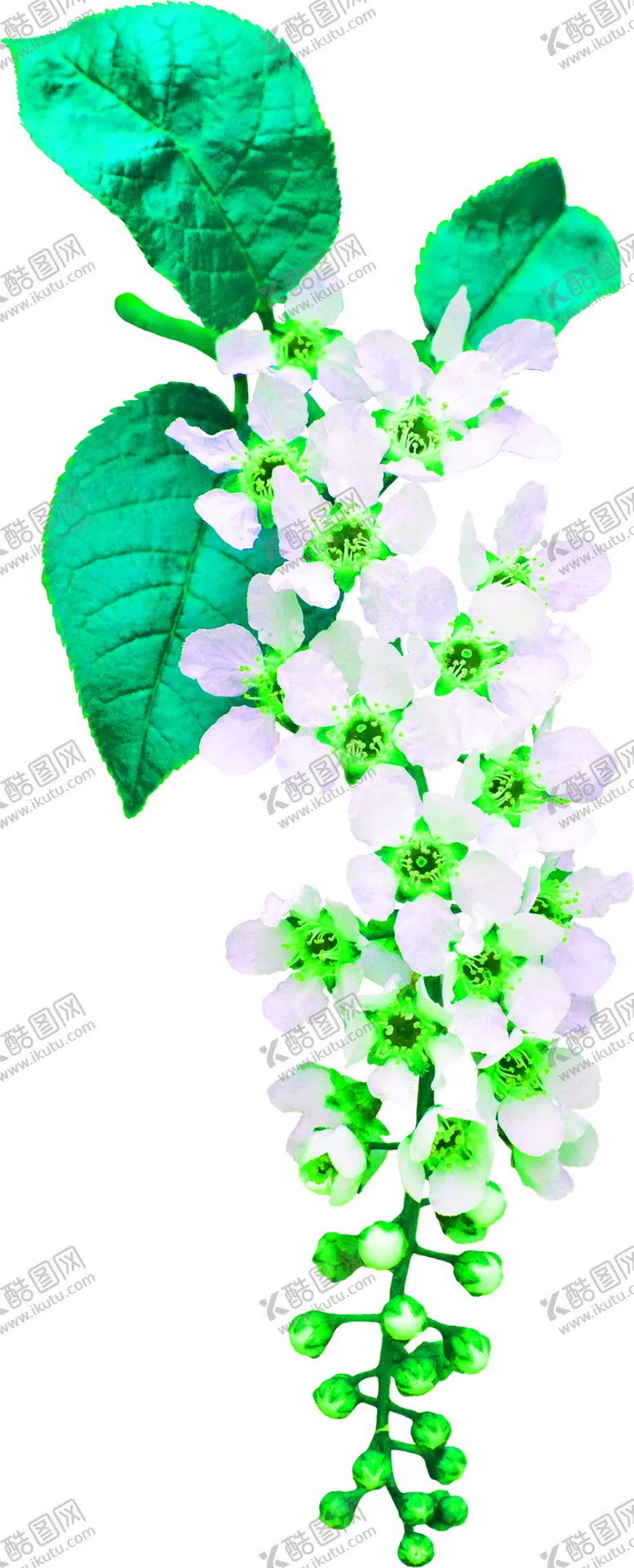 编号：27283006231950059956【酷图网】源文件下载-花素材