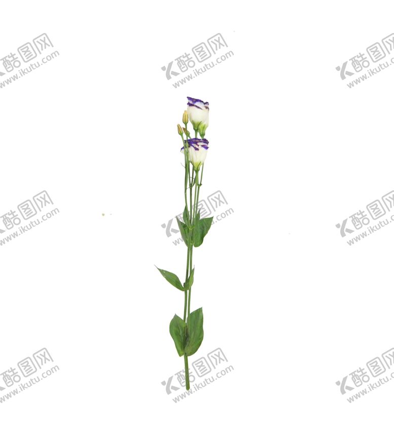 编号：35230909130821486285【酷图网】源文件下载-单只花花枝素材花