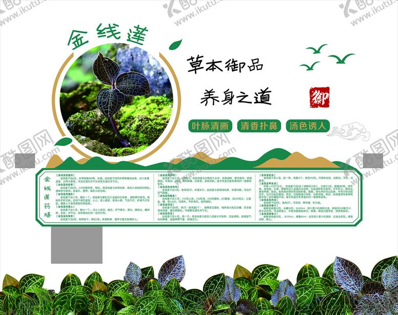 编号：32305602131710336228【酷图网】源文件下载-金线莲