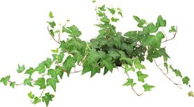 绿色植物