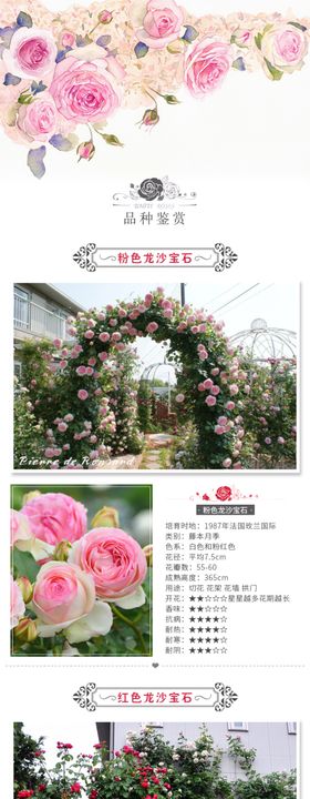 月季花蔷薇花详情页