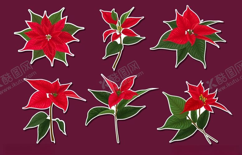 编号：41266611212316082654【酷图网】源文件下载-圣诞红花卉图案展示