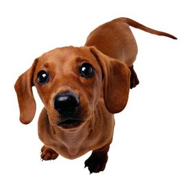 腊肠犬
