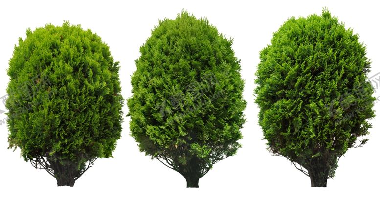 编号：49575910040321405043【酷图网】源文件下载-免扣植物素材图片