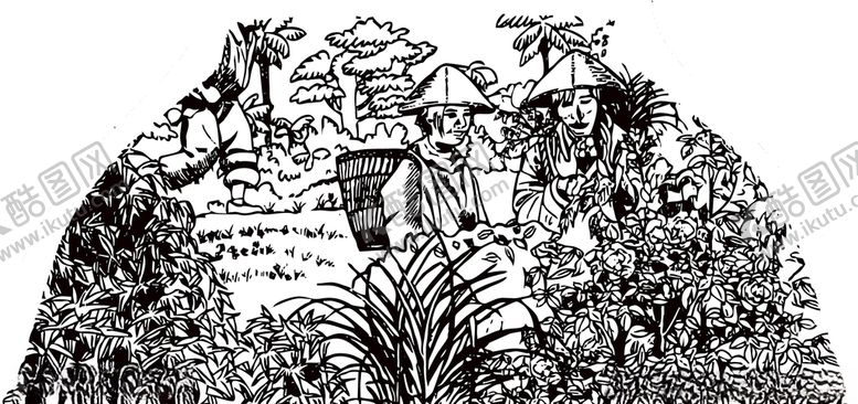 编号：88333010310849165190【酷图网】源文件下载-线条采茶叶农村劳动插图素材