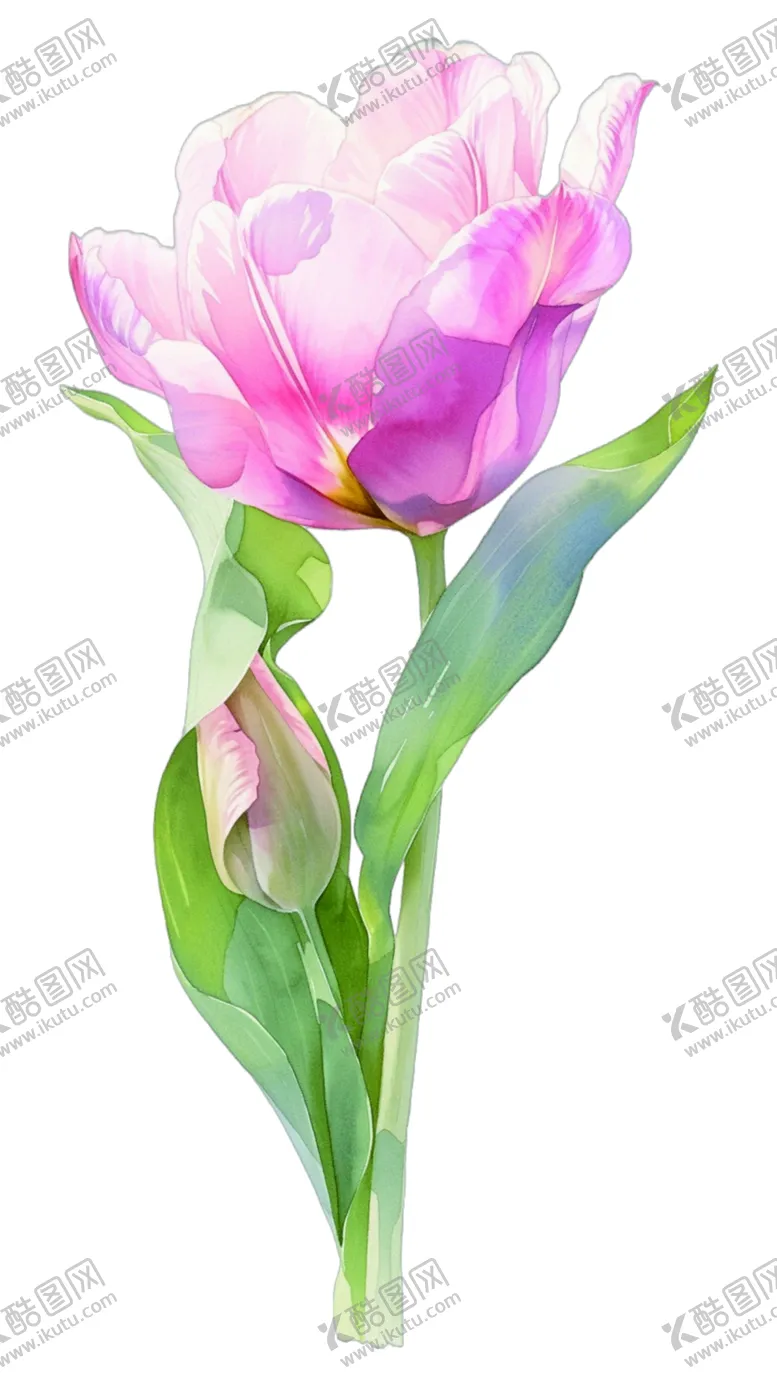 编号：28969102090913486424【酷图网】源文件下载-一只水彩画风格的郁金香