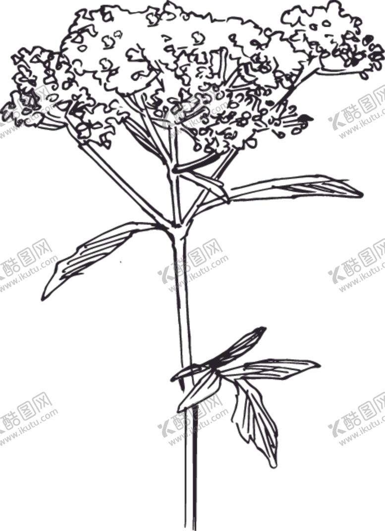 编号：61348206261333302619【酷图网】源文件下载-素描鲜花