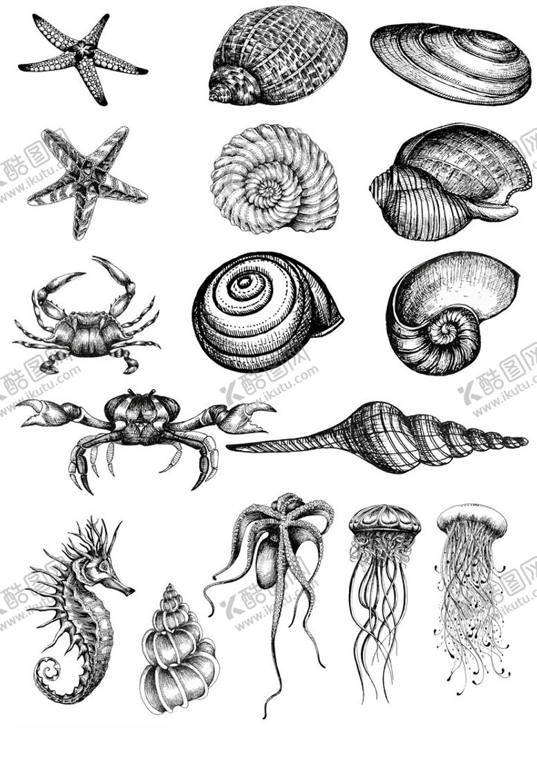 编号：18608302202321086707【酷图网】源文件下载-海洋生物手绘