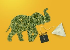 咖啡茶罐样机
