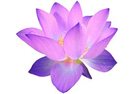 莲花