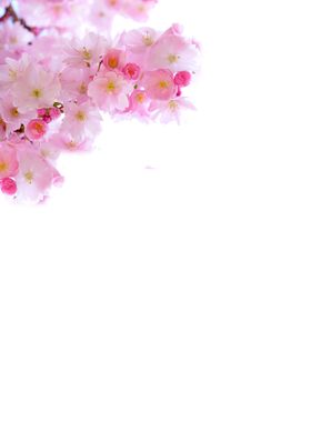 水墨古风花