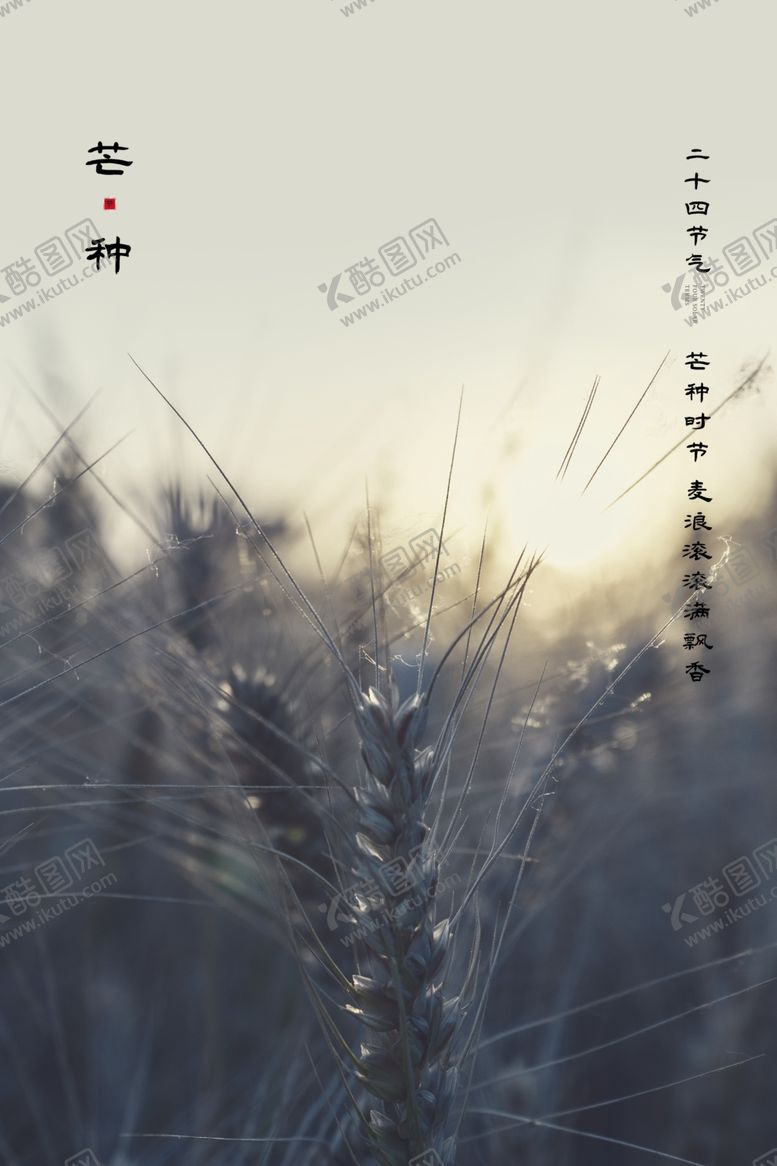 编号：51249406270400456914【酷图网】源文件下载-芒种海报